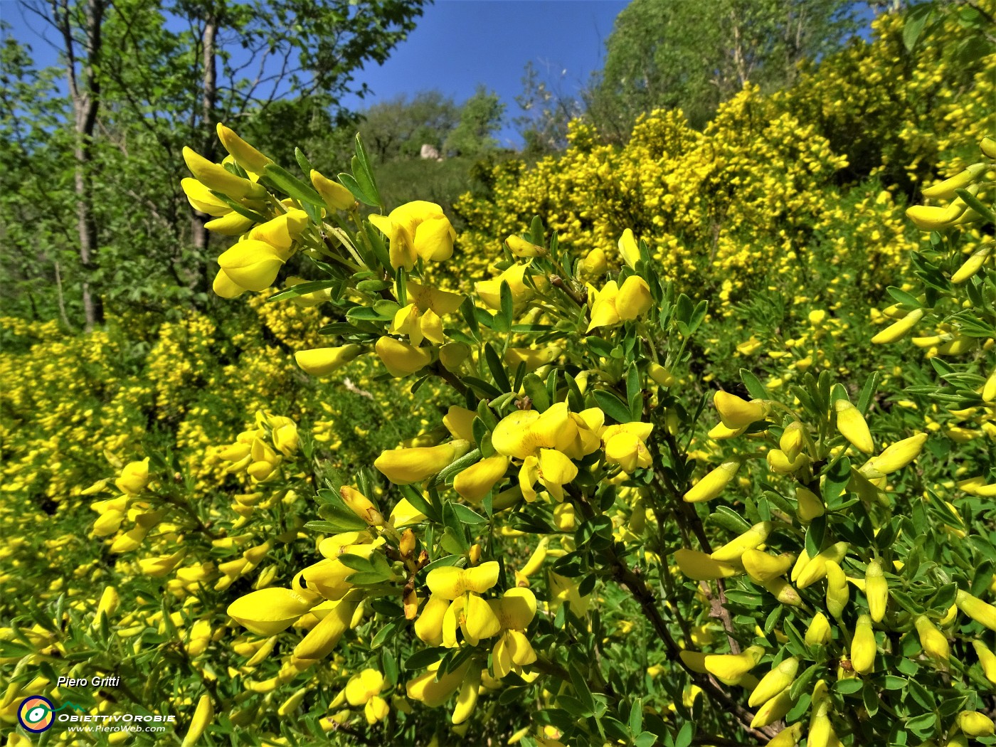 34 Ginestra in splendida fioritura.JPG
